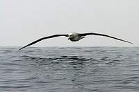 Albatros de Salvin