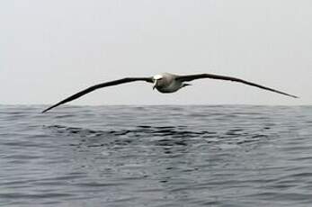 Albatros de Salvin