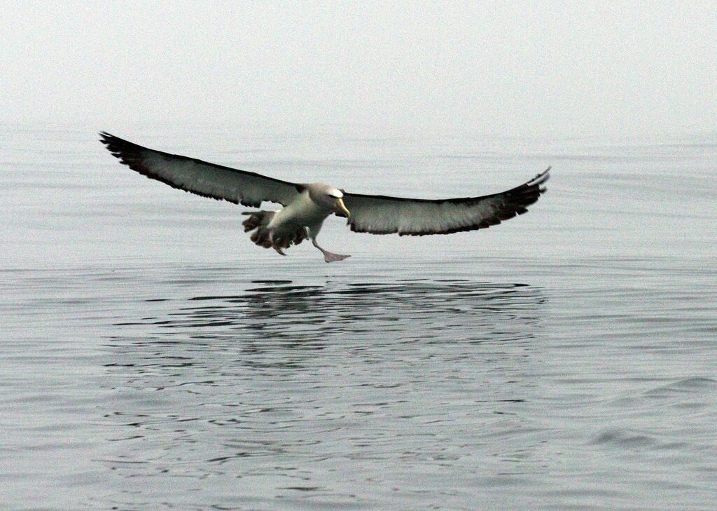 Albatros de Salvin