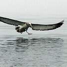 Albatros de Salvin