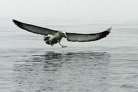 Albatros de Salvin