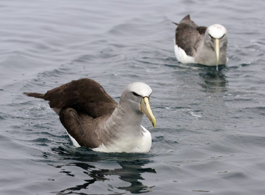 Salvin's Albatross