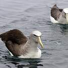 Albatros de Salvin