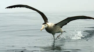 Antipodean Albatross