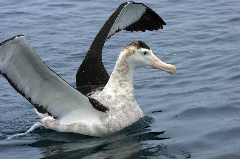 Albatros des Antipodes