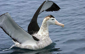 Antipodean Albatross