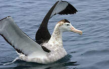 Albatros des Antipodes