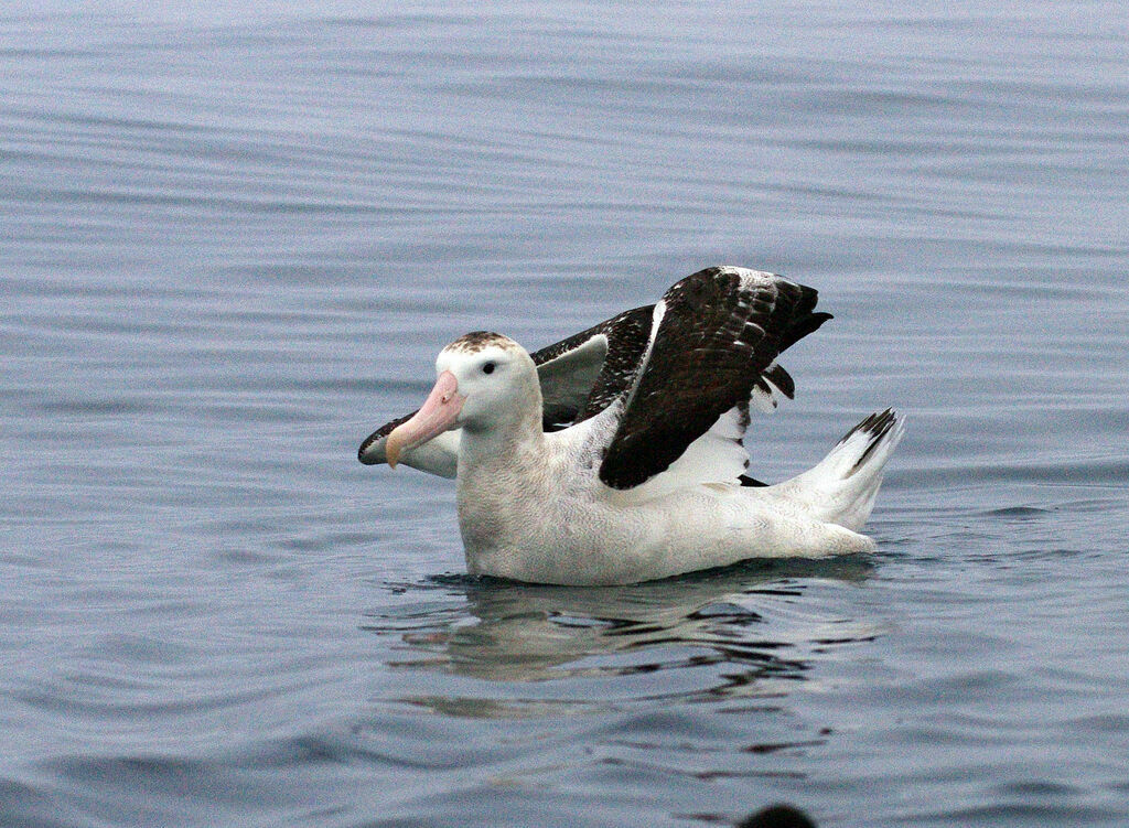 Albatros des Antipodes