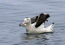 Antipodean Albatross