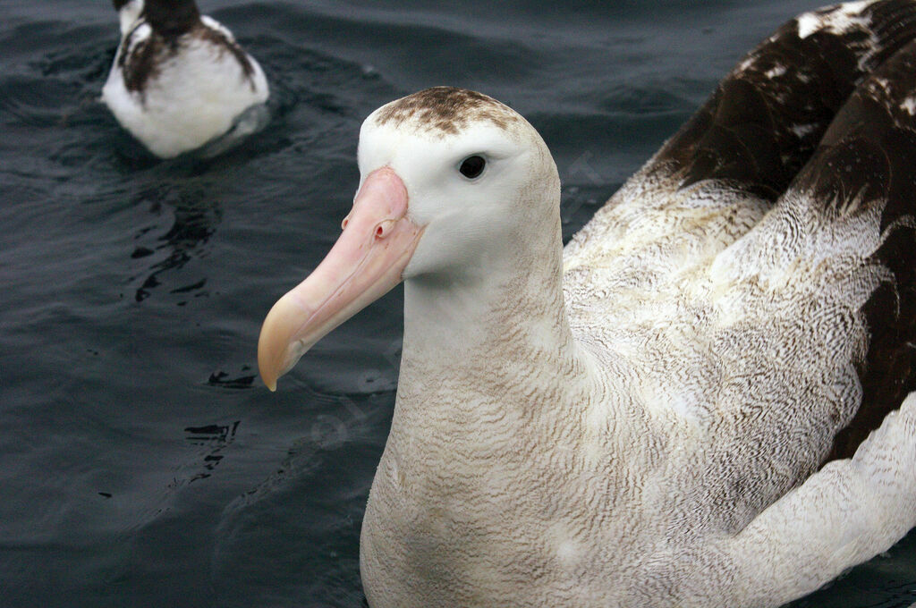 Albatros des Antipodes