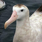 Albatros des Antipodes