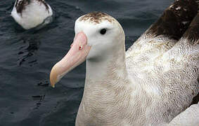 Antipodean Albatross