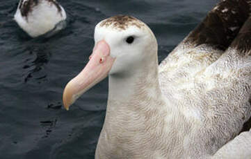 Albatros des Antipodes