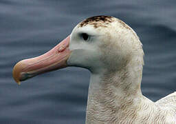 Antipodean Albatross