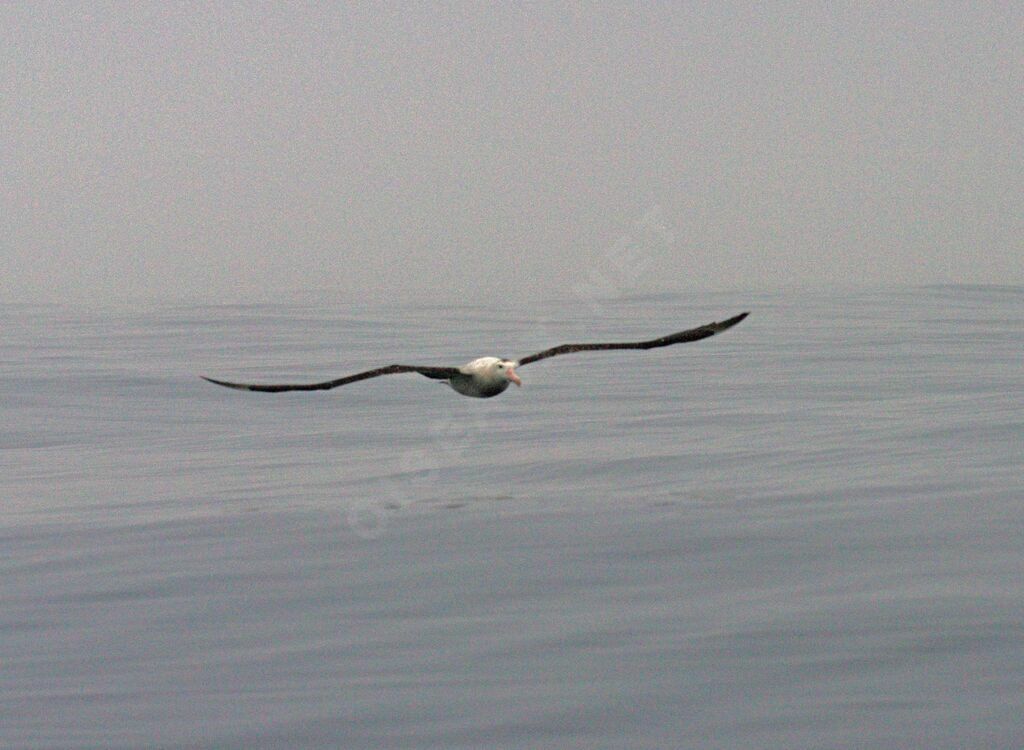 Wandering Albatross