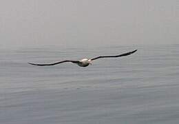 Wandering Albatross