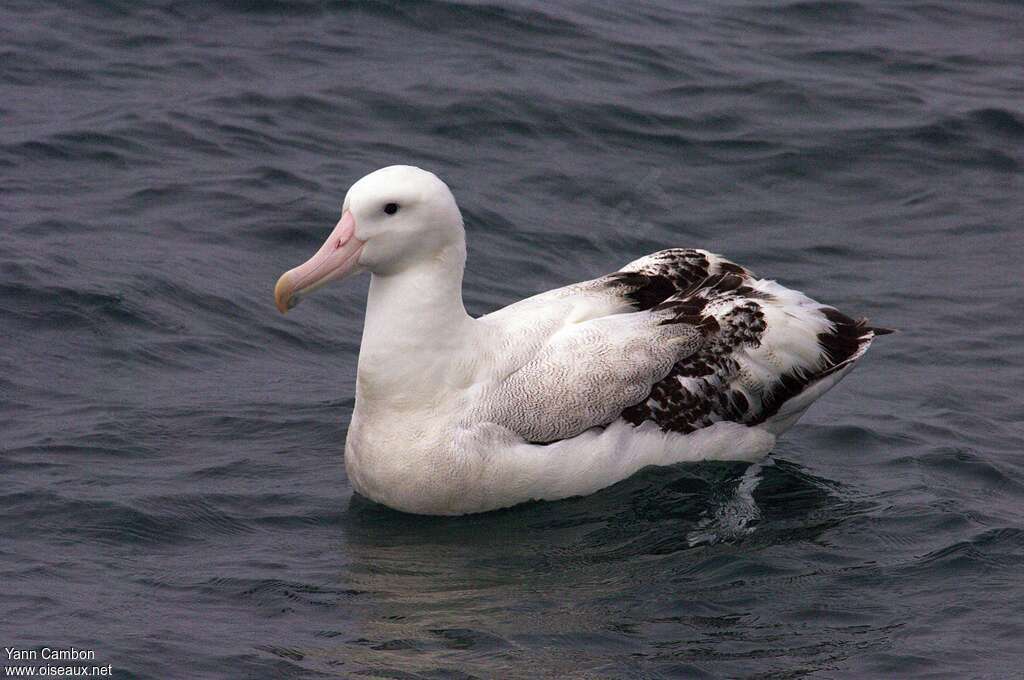 Albatros hurleuradulte, identification