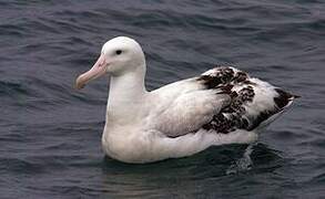 Snowy Albatross