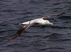 Snowy Albatross