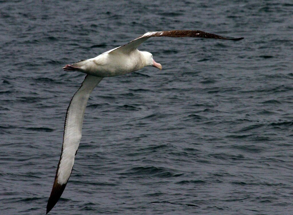 Snowy Albatross