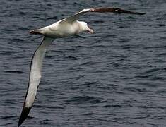 Snowy Albatross