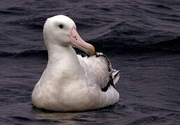 Snowy Albatross