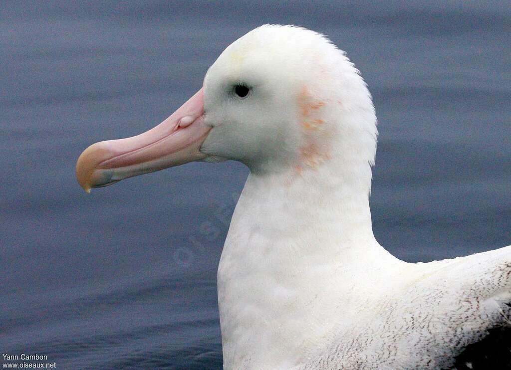 Wandering Albatrossadult, close-up portrait