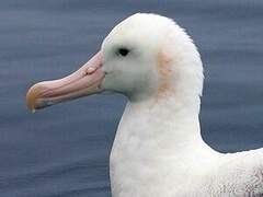 Snowy Albatross