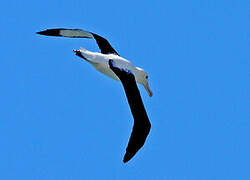 Northern Royal Albatross