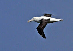 Northern Royal Albatross