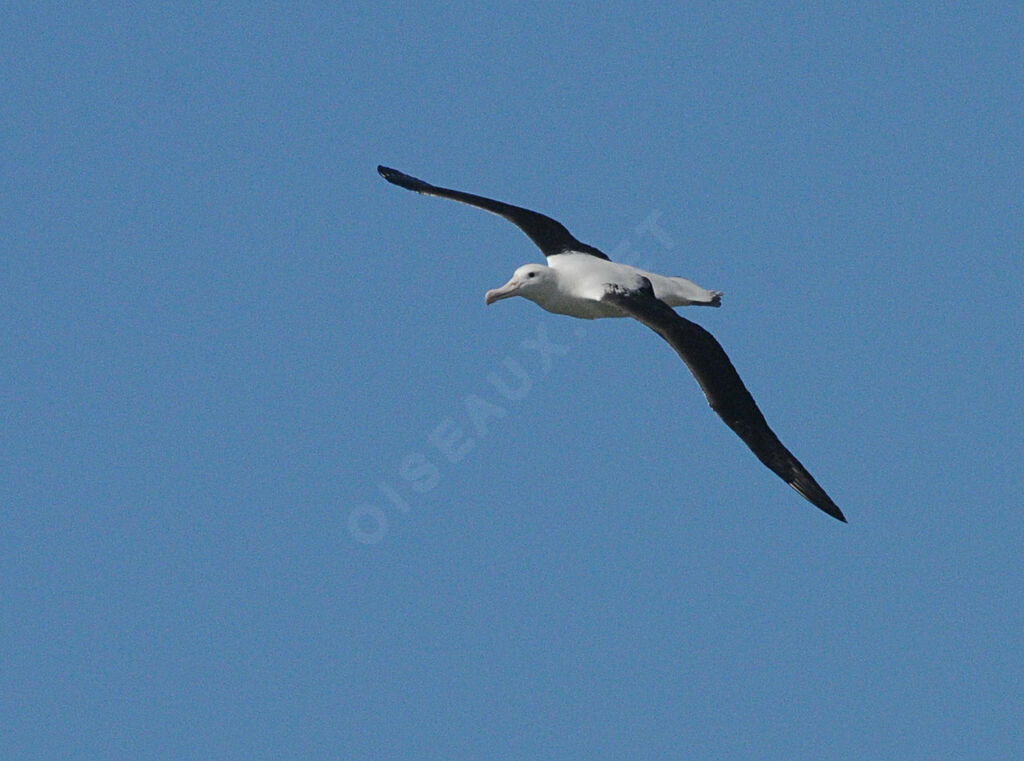 Northern Royal Albatross