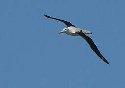 Albatros royal du Nord