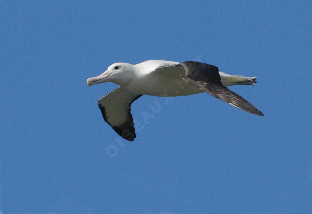 Northern Royal Albatross