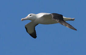 Northern Royal Albatross