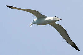 Northern Royal Albatross