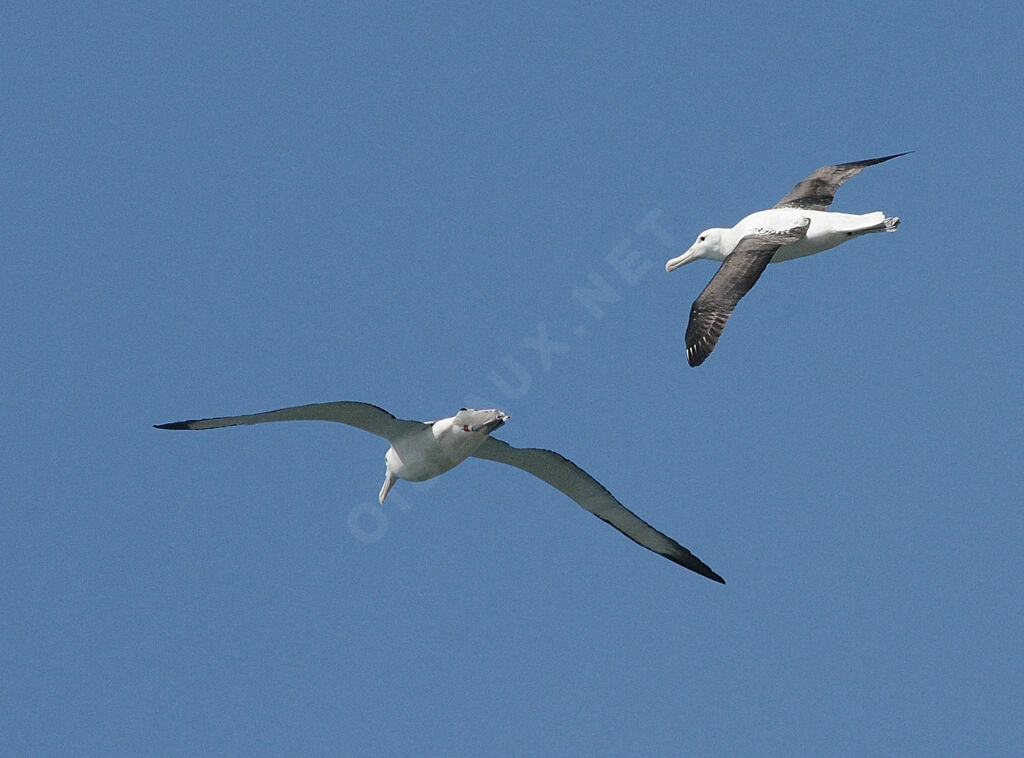 Northern Royal Albatrossadult