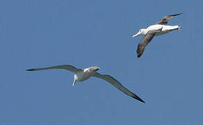 Northern Royal Albatross