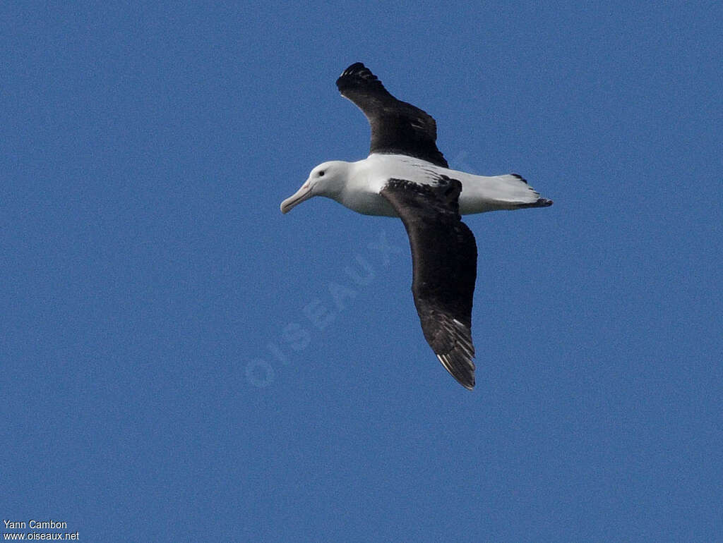 Albatros royal du Nordadulte, pigmentation, Vol