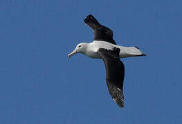 Northern Royal Albatross