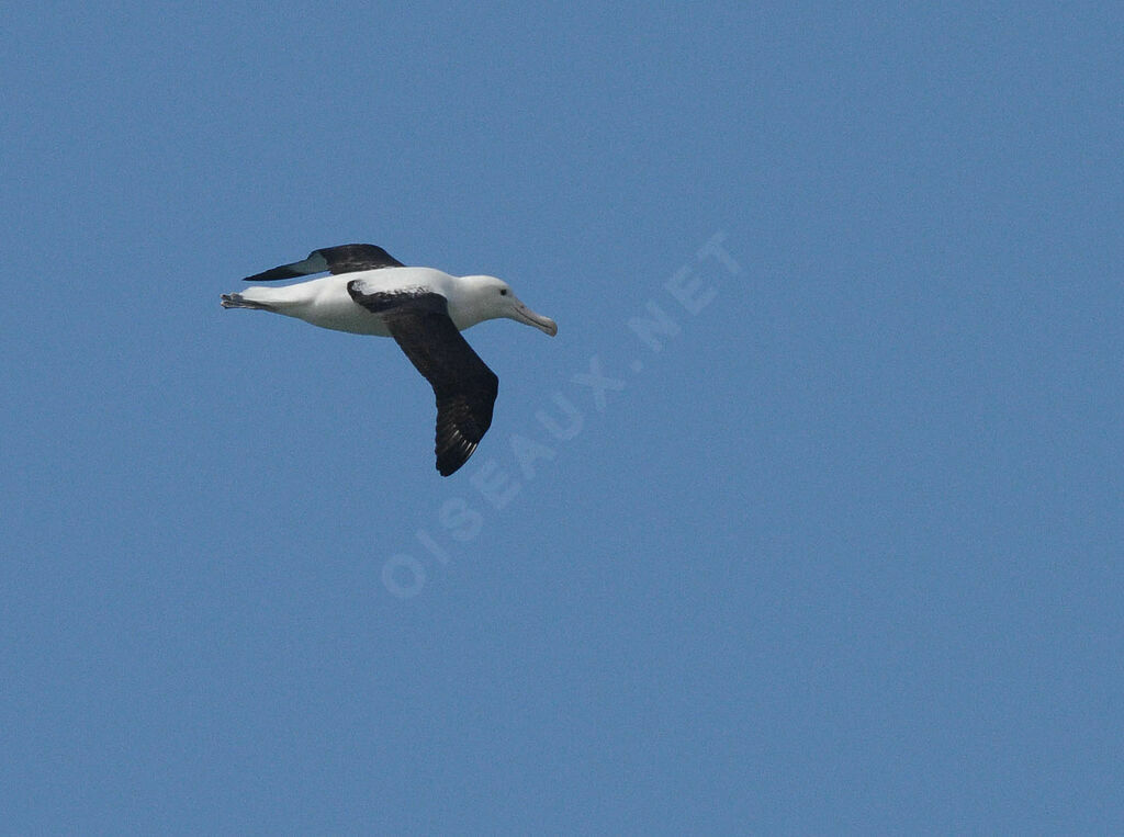 Northern Royal Albatrossadult