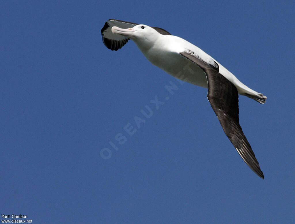 Northern Royal Albatrossadult, pigmentation, Flight