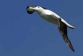 Northern Royal Albatross