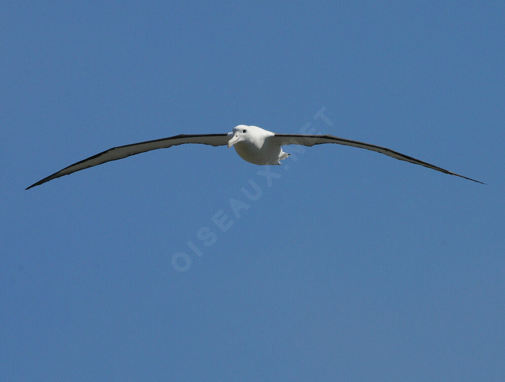 Northern Royal Albatrossadult