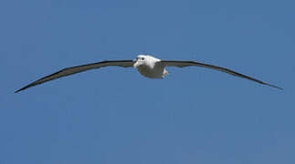 Northern Royal Albatross