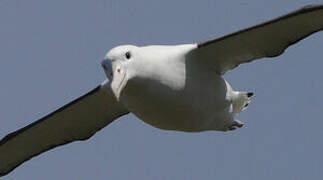 Northern Royal Albatross