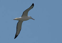 Northern Royal Albatross