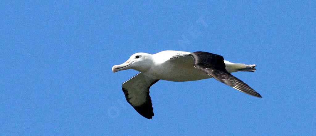 Northern Royal Albatrossadult