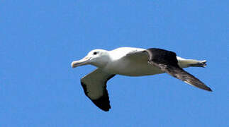 Northern Royal Albatross