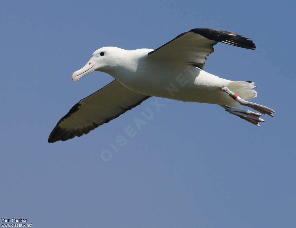 Albatros royal du Nordadulte, pigmentation, Vol