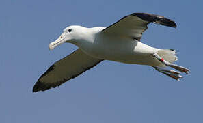 Northern Royal Albatross